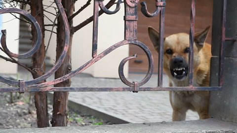 Angry aggressive dog barks at passers-by people. Guard dog. The video contains sound.
