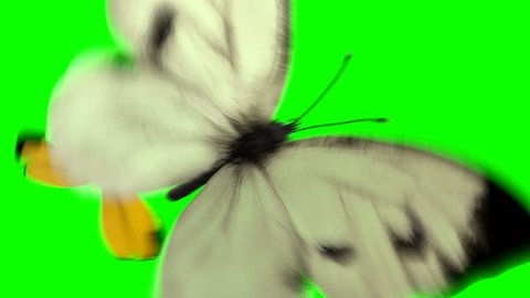 Yellow and White Butterflies Playfully Fly on a Green Background. Two 3d Animations. 4K Ultra HD 3840x2160. Look For More Options In My Portfolio