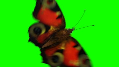 Beautiful Butterflies Playfully Fly on a Green Background. Two 3d Animations. 4K Ultra HD 3840x2160.