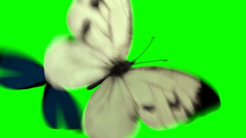 Cabbage and Morpho Menelaus Butterflies Playfully Fly on a Green Background. Two Beautiful 3d Animations. 4K Ultra HD 3840x2160. Look For More Options In My Portfolio