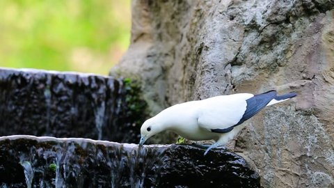 The pied imperial pigeon (Ducula bicolor) is a relatively large, pied species of pigeon, found in forest, woodland, mangrove, plantations and scrub in Southeast Asia. White pigeon bird drinking water