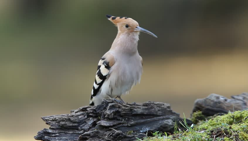 Hoopoe, Upupa epops