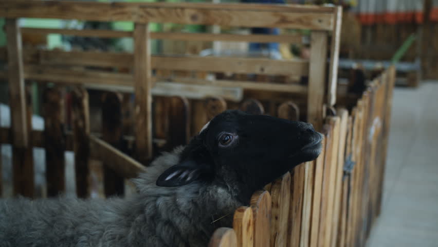 Little girl feeds goat and sheep vegetables in a contact zoo or farm.