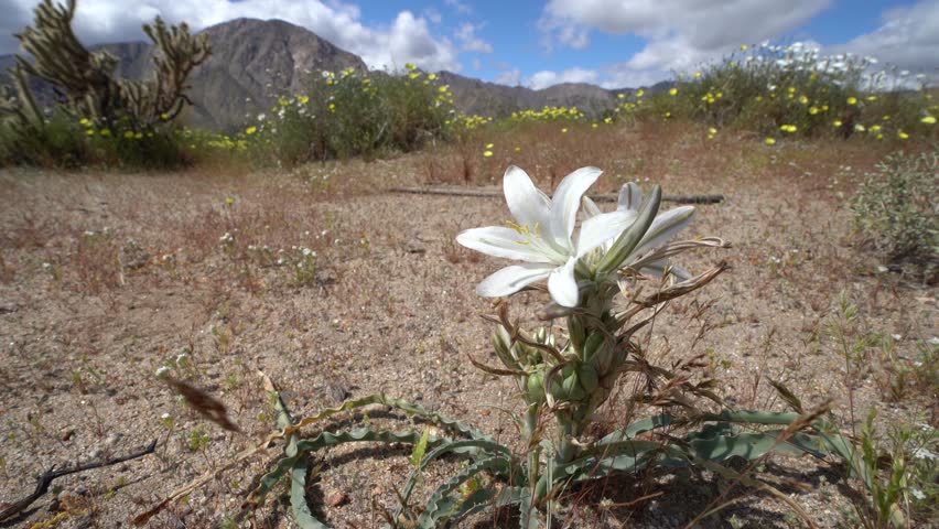 A white desert lily grows alone in the desert during the California super bloom. Taken at Anza Borrego State Park
