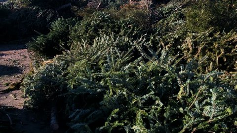 Christmas Trees being Thrown Away and Trashed after Holidays