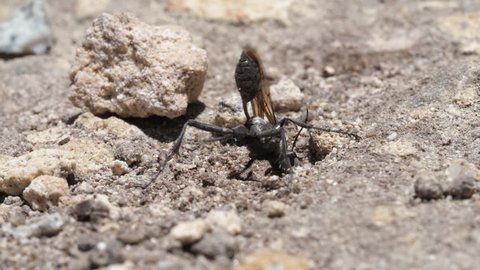 Sphex digger wasp burrowing with jaws, moving rocks. Locked off close up macro