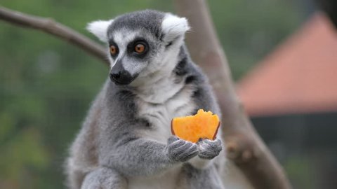 Closeup of a Ring-tailed lemur eating sweet potato in a zoo