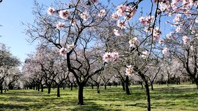 An overview video of almond trees in blossom with pink flowers in spring in Europe at the park of Quinta de los Molinos in Madrid, Spain in spring. 