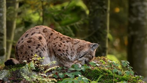 Eurasian lynx in the natural environment, close up, detail, behavior, Lynx lynx, Bavarian forest, Germany, Czech Republic, Europe 