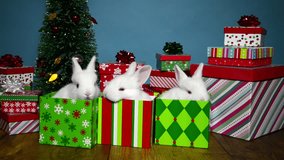 HD video three baby white albino bunny rabbits in Christmas present boxes surrounded by more presents and a tiny tree with ornaments blinking colorful festive lights. Animal holiday fun and humor.