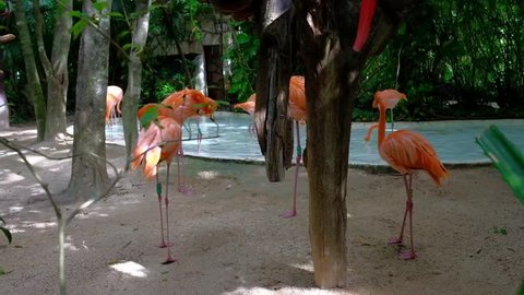 Pink Flamingos In  Xcaret park - Mexico