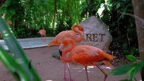 Pink Flamingos In park - Mexico