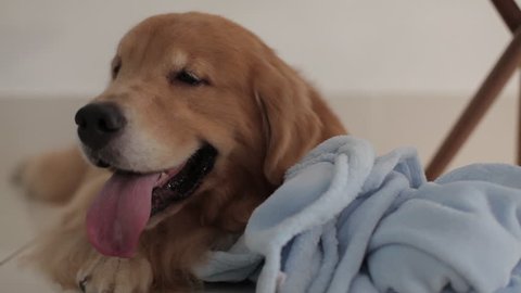Dog playing with blanket
