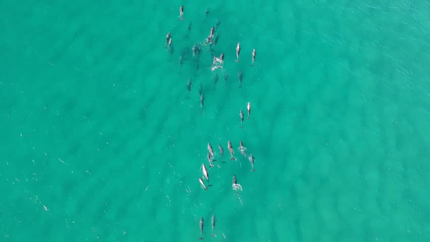 A large pod of dolphins swimming in the ocean and waves