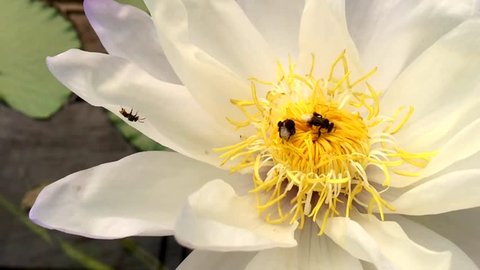 Bee moving to correct honey with beautiful white lotus flower(waterlily blossom) and small two insects at the middle of yellow pollen.Thin petal around pollen.Front view and closeup with slow motion.