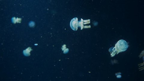 Multiple Baby Spotted Jelly Fish Going for a Swim at the Vancouver Aquarium