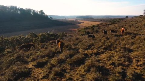 Aerial View of a Group of New Forest Ponies grazing in Hampshire, England