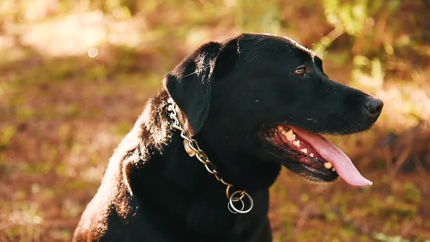 black dog with gold chain