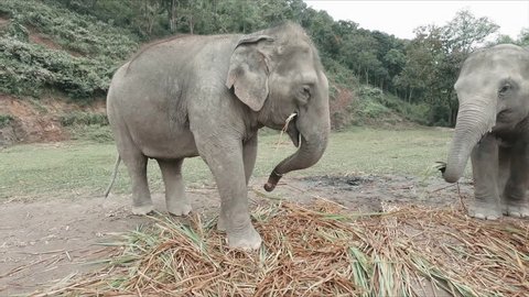 Two adult Asian elephants grazing at a sanctuary in Thailand; in slow motion.