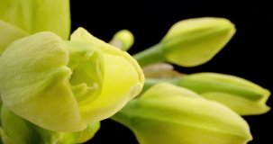 Yellow Daffodils. Bunch of Yellow Daffodil Flowers or Narcissus, on Black Background. Time Lapse. 4K. Macro. Isolated.