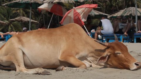 India, Goa - 31 March 2018: The sacred cow takes sun baths on the beach along with tourists