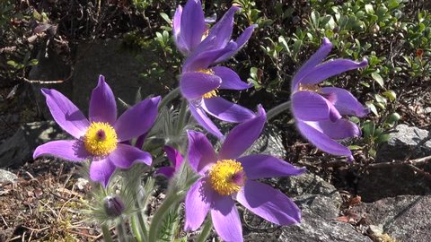 Pulsatilla vulgaris, Ranunculales,Ranunculaceae,pasque flower,refers to the Easter flowering period,
the flower sprouts from late March through early June, here on the swabian Alb, South Germany,

