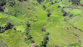 Establishing Aerial View Shot of an amazing landscape with drone above rice terraces. 4k Resolution