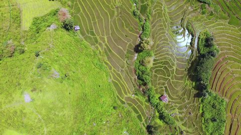 Establishing Aerial View Shot of an amazing landscape with drone above rice terraces. 4k Resolution