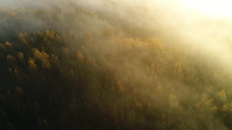Seasonal forest aerial view in fall and early morning sunlight with fog