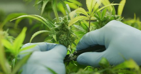Slow motion close up of scientist hands with gloves checking hemp plants used for producing herbal alternative medicine and cbd oil. 