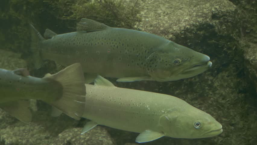 Medium shoot of a salmon and a trout below each other