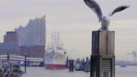 Sea gull in front of Hamburg harbour St. Paul Landungsbruecken with Elbphilharmonie in the background in Slow Motion