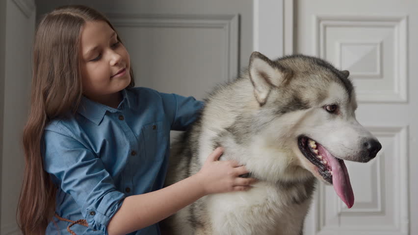 Alaskan Malamute Or Big White Stock Footage Video 100 Royalty Free 1026779405 Shutterstock