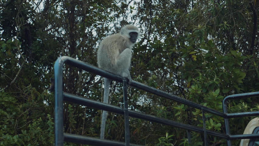 A slow motion shot of a monkey sitting on the back of a bakkie.