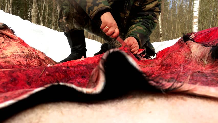 Cutting raw animal skin. The hunter cuts the bull