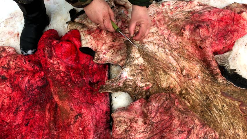 Cutting skins of a dead animal. The hunter cuts the bull