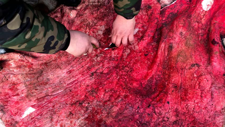 Furrier Cutting animal skins. The hunter cuts the bull