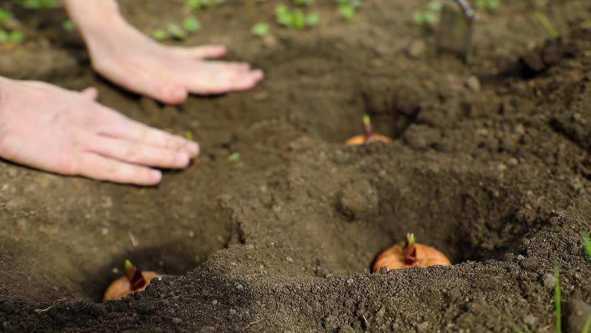 Female's hands plant flower bulbs in the ground