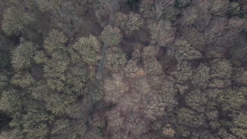 Overview tree top forrest Rotterdam