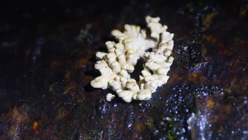 The bioluminescent fungus, Panellus Stipticus seen in daylight. The daylight starts to fade.