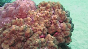 Unusual unique coral on seabed of natural sea aquarium.