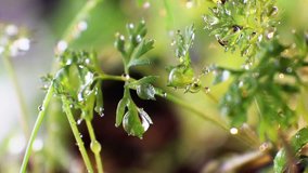Young leaves of dill in water drops closeup. Bright summer macro video is suitable for various topics related to plant growing, healthy nutrition, gardening, and vegetarianism.