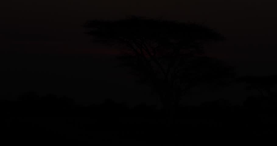 Timelapse of Sunrise in African plain with Acacia tree in foreground Royalty-Free Stock Footage #1026798152
