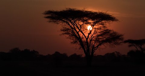 Timelapse of Sunrise in African plain with Acacia tree in foreground