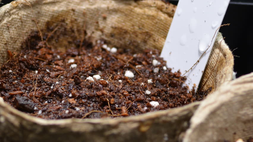 Close up and time lapse of germinating tomato plant in small decomposing paper pot.