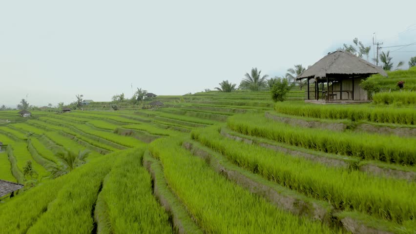 An aerial shot of Jatiluwih rice terraces rises to reveal a stunning jungle in the next valley.
