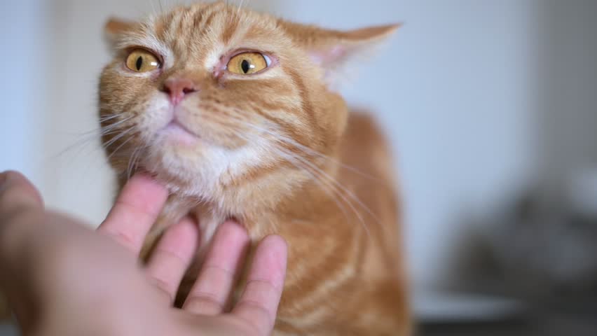 First person view of cute red Scottish fold cat feeling relaxing pleasing and happy when been cuddling by an owner. Royalty-Free Stock Footage #1026802532