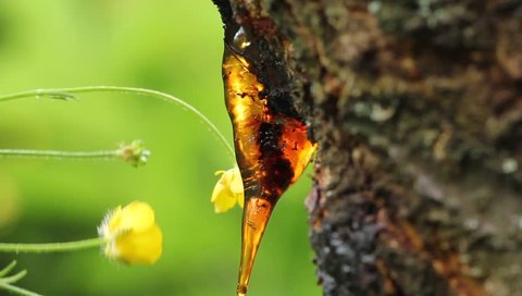 Javelin Tree resin drop falling from the trunk of a tree, in the background yellow flowers