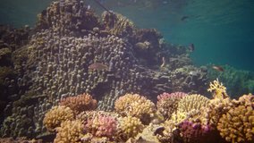 Life coral reef. Static video, coral reef in the Red Sea, Abu Dub. Beautiful underwater landscape with tropical fish and corals.  Egypt