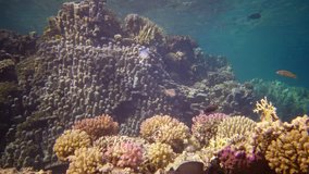 Life coral reef. Static video, coral reef in the Red Sea, Abu Dub. Beautiful underwater landscape with tropical fish and corals.  Egypt